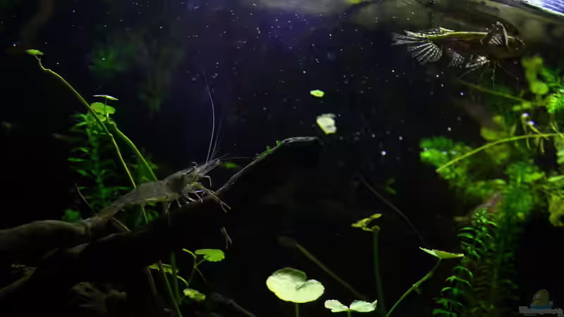 Besatz im Aquarium African Falls von Koehler (65)