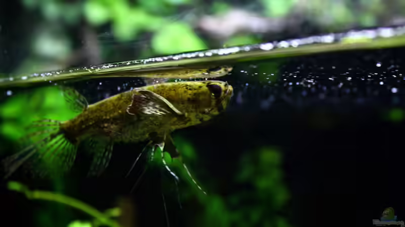 Besatz im Aquarium African Falls von Koehler (66)