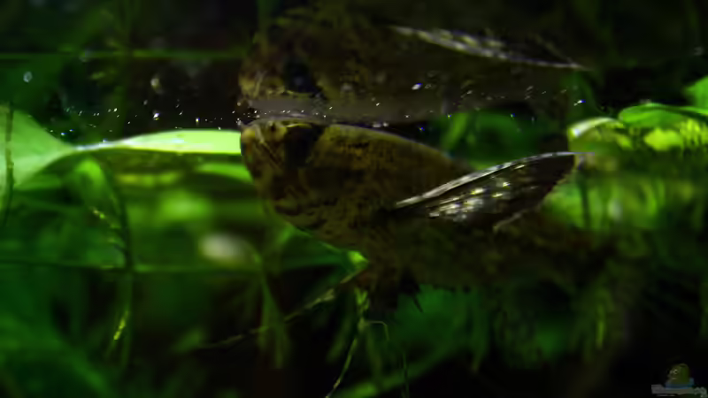 Besatz im Aquarium African Falls von Koehler (67)