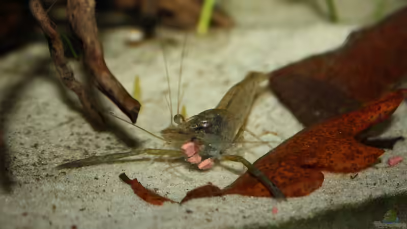 Besatz im Aquarium African Falls von Koehler (68)