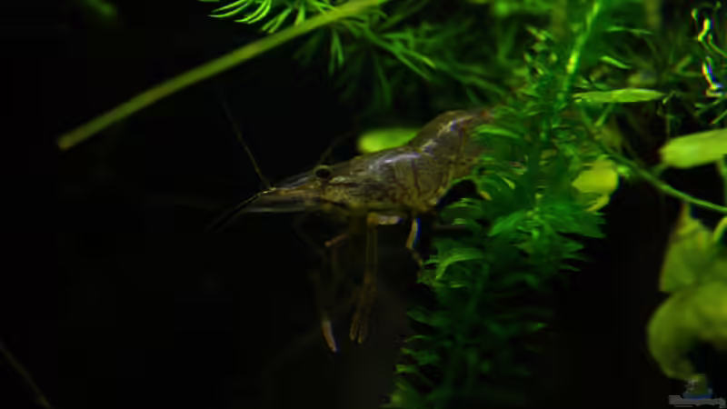 Besatz im Aquarium African Falls von Koehler (69)