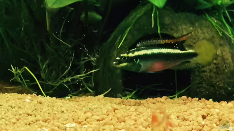 Besatz im Aquarium African Life von DavidK31 (16)