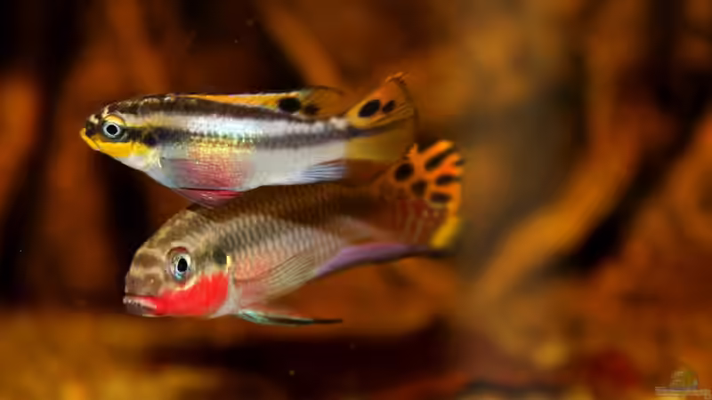 Besatz im Aquarium african passion von die Perle... (48)