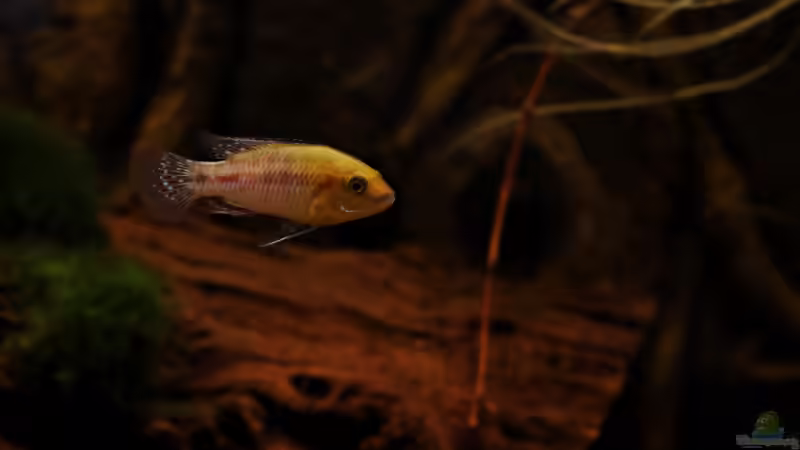 Besatz im Aquarium african passion von die Perle... (51)