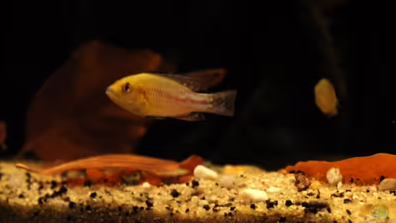 Besatz im Aquarium african passion von die Perle... (54)