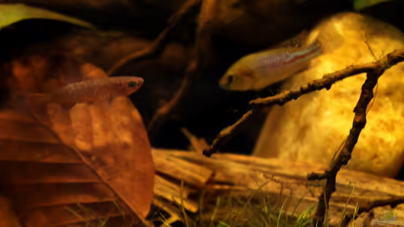 Besatz im Aquarium african passion von die Perle... (55)