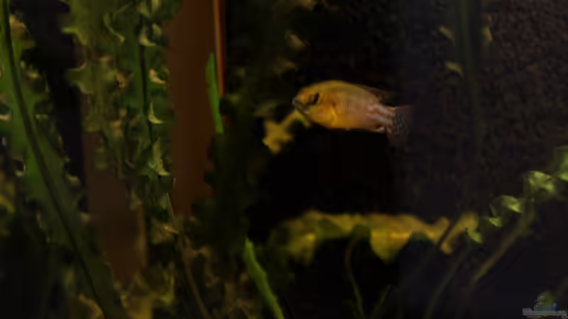 Besatz im Aquarium african passion von die Perle... (57)