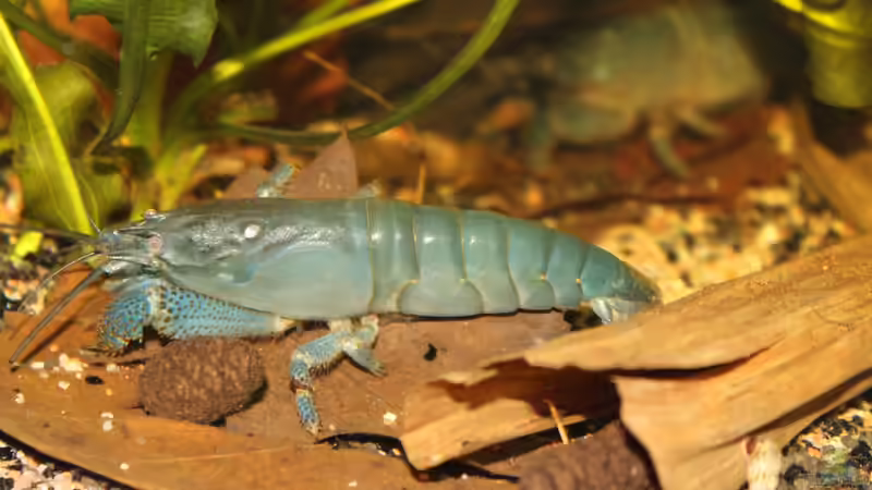 Besatz im Aquarium african passion von die Perle... (64)