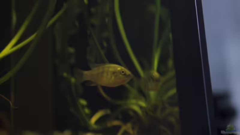 Besatz im Aquarium african passion von die Perle... (66)