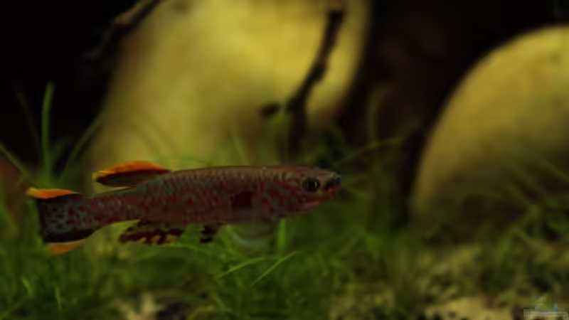 Besatz im Aquarium african passion von die Perle... (69)