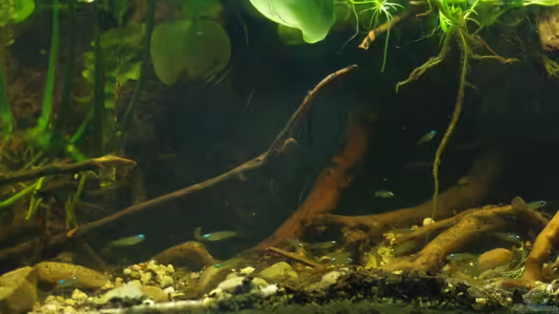 Besatz im Aquarium African Stream von gkr123 (29)