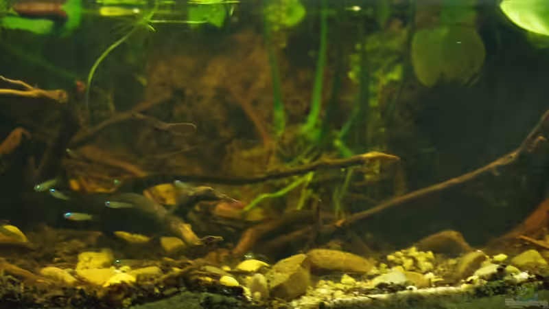 Besatz im Aquarium African Stream von gkr123 (31)
