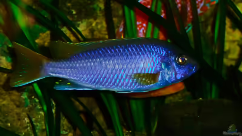 Besatz im Aquarium African sun von H@rdy &gt;&lt;((((°&gt; (30)