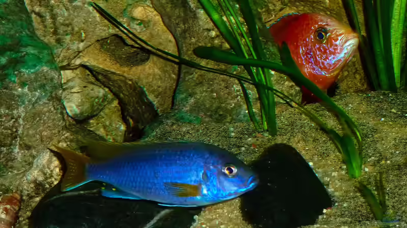 Besatz im Aquarium African sun von H@rdy &gt;&lt;((((°&gt; (31)