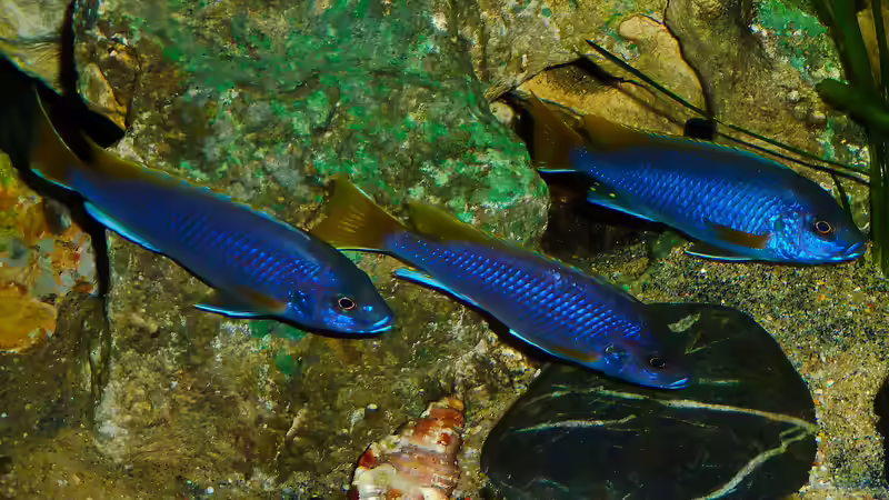 Besatz im Aquarium African sun von H@rdy &gt;&lt;((((°&gt; (32)