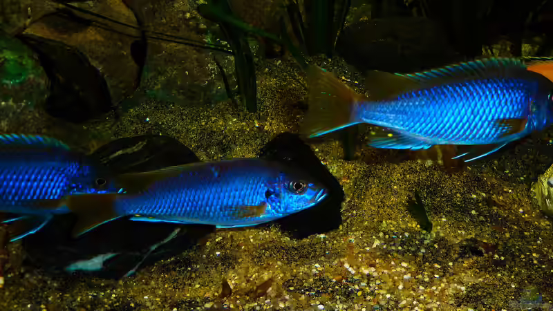 Besatz im Aquarium African sun von H@rdy &gt;&lt;((((°&gt; (33)