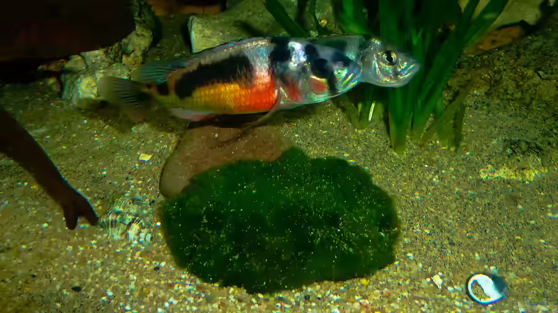 Besatz im Aquarium African sun von H@rdy &gt;&lt;((((°&gt; (34)