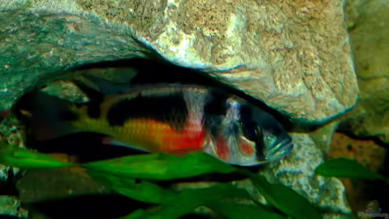 Besatz im Aquarium African sun von H@rdy &gt;&lt;((((°&gt; (36)