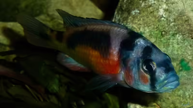 Besatz im Aquarium African sun von H@rdy &gt;&lt;((((°&gt; (38)