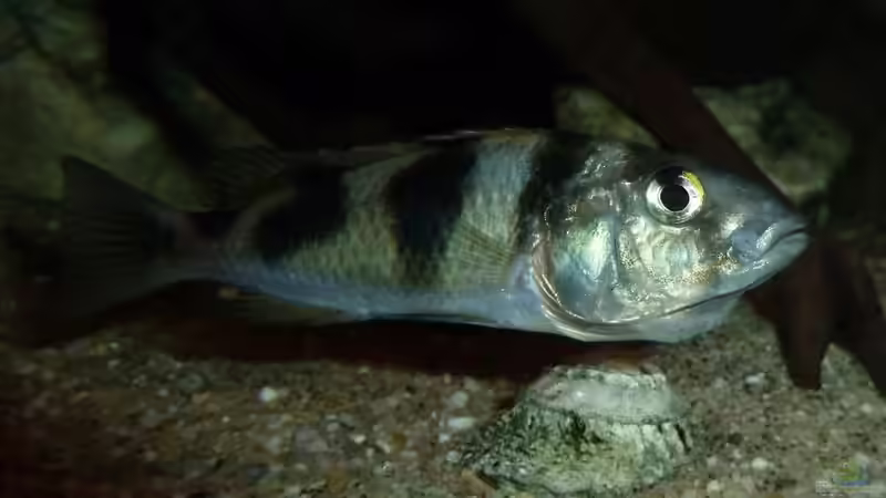 Besatz im Aquarium African sun von H@rdy &gt;&lt;((((°&gt; (41)