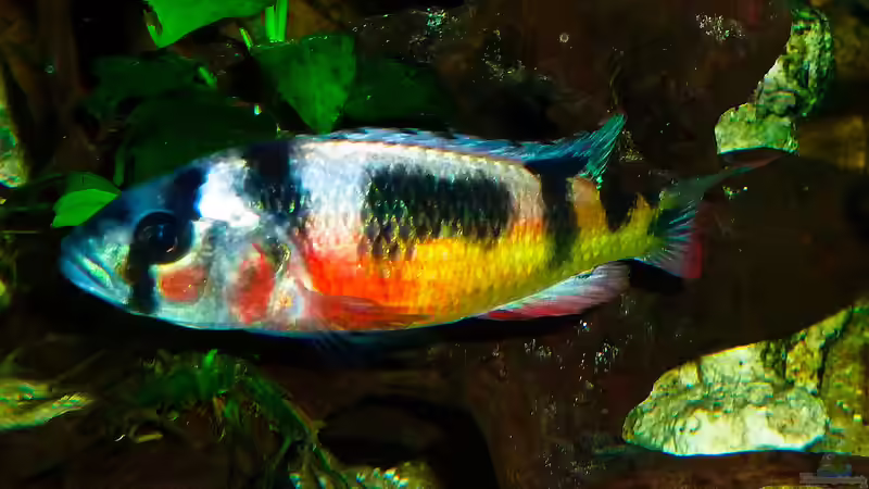 Besatz im Aquarium African sun von H@rdy &gt;&lt;((((°&gt; (44)