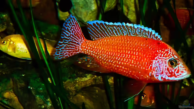 Besatz im Aquarium African sun von H@rdy &gt;&lt;((((°&gt; (45)