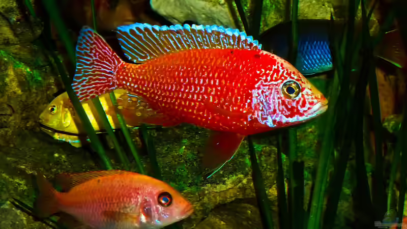 Besatz im Aquarium African sun von H@rdy &gt;&lt;((((°&gt; (46)