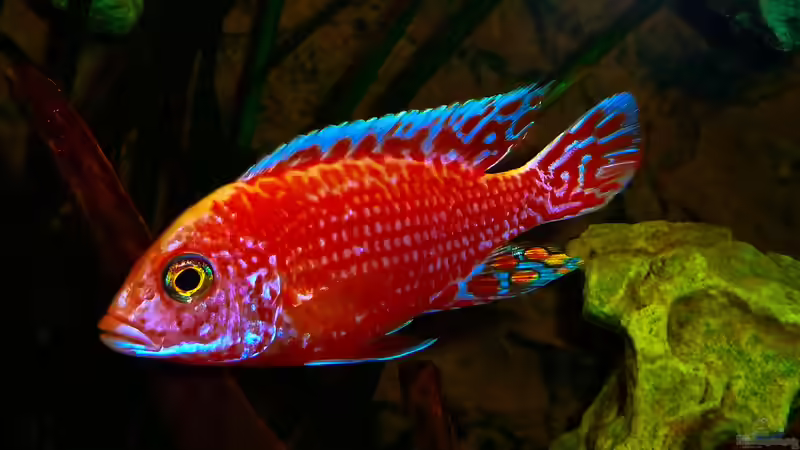 Besatz im Aquarium African sun von H@rdy &gt;&lt;((((°&gt; (47)