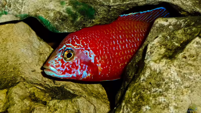 Besatz im Aquarium African sun von H@rdy &gt;&lt;((((°&gt; (48)