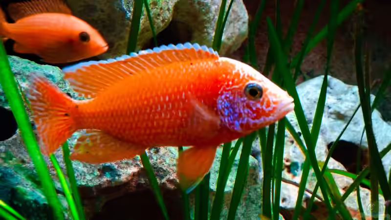 Besatz im Aquarium African sun von H@rdy &gt;&lt;((((°&gt; (49)