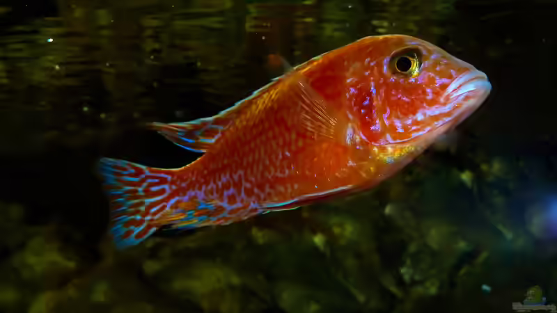 Besatz im Aquarium African sun von H@rdy &gt;&lt;((((°&gt; (50)