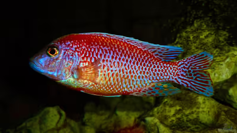 Besatz im Aquarium African sun von H@rdy &gt;&lt;((((°&gt; (51)