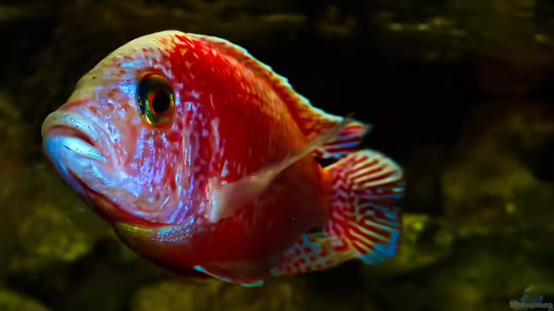 Besatz im Aquarium African sun von H@rdy &gt;&lt;((((°&gt; (52)