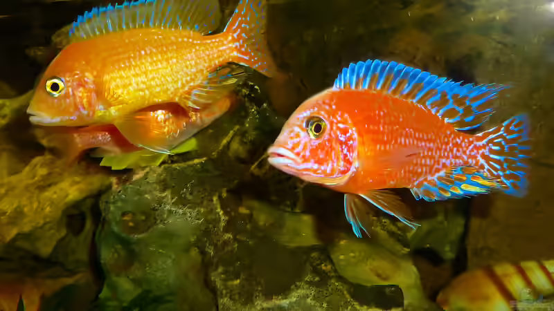 Besatz im Aquarium African sun von H@rdy &gt;&lt;((((°&gt; (54)