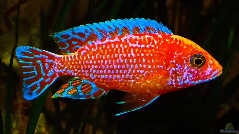 Besatz im Aquarium African sun von H@rdy &gt;&lt;((((°&gt; (55)