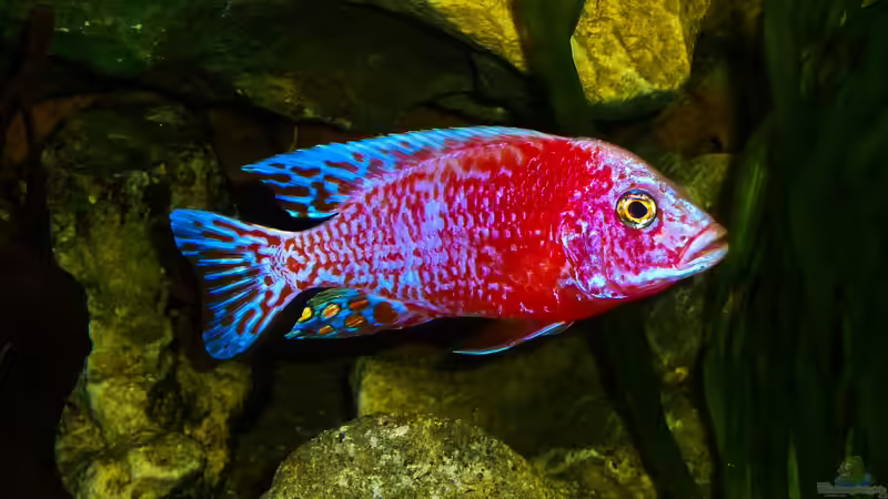 Besatz im Aquarium African sun von H@rdy &gt;&lt;((((°&gt; (56)