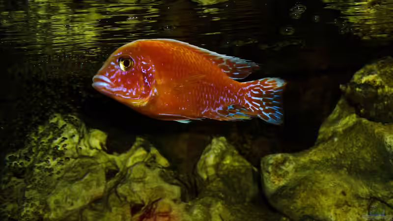 Besatz im Aquarium African sun von H@rdy &gt;&lt;((((°&gt; (57)