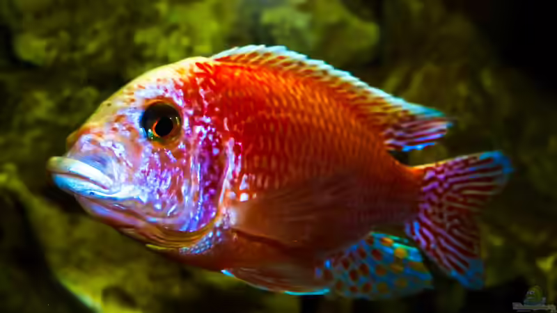 Besatz im Aquarium African sun von H@rdy &gt;&lt;((((°&gt; (58)