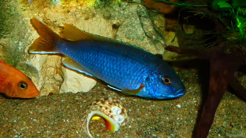 Besatz im Aquarium African sun von H@rdy &gt;&lt;((((°&gt; (59)