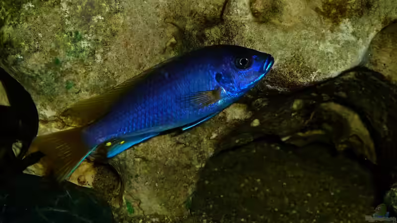 Besatz im Aquarium African sun von H@rdy &gt;&lt;((((°&gt; (61)