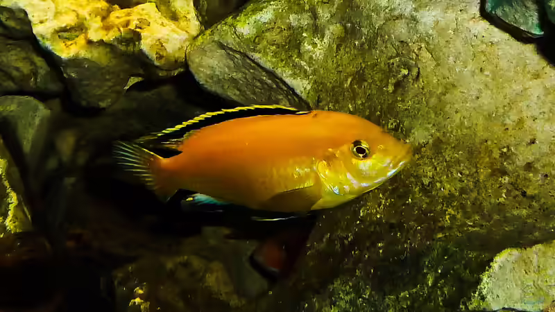 Besatz im Aquarium African sun von H@rdy &gt;&lt;((((°&gt; (64)