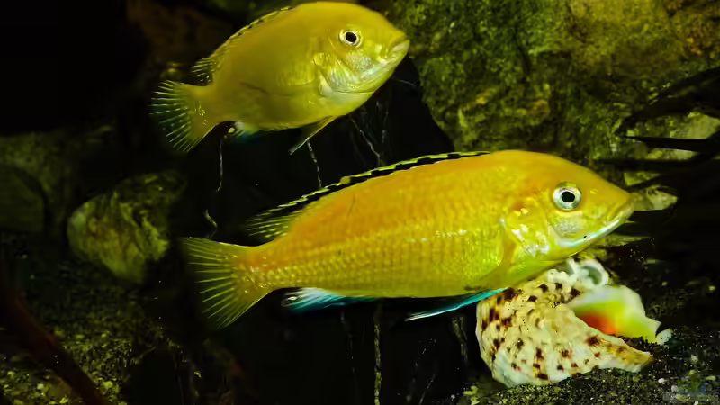 Besatz im Aquarium African sun von H@rdy &gt;&lt;((((°&gt; (65)