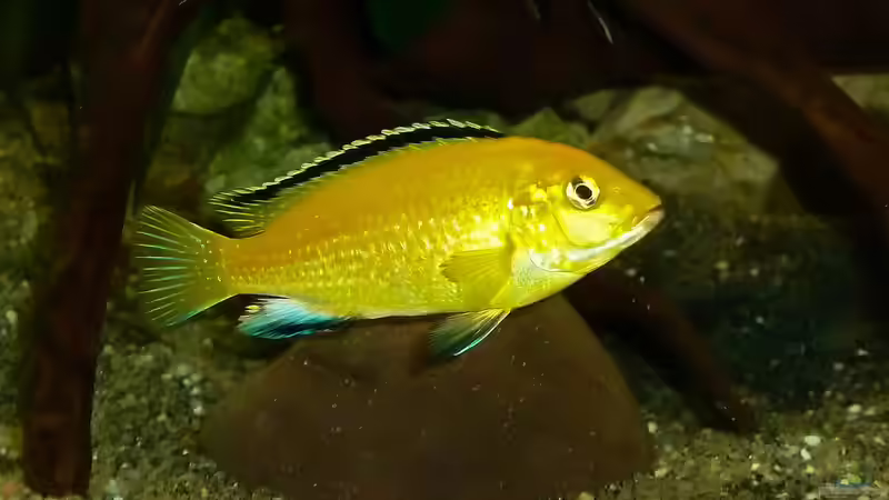 Besatz im Aquarium African sun von H@rdy &gt;&lt;((((°&gt; (66)