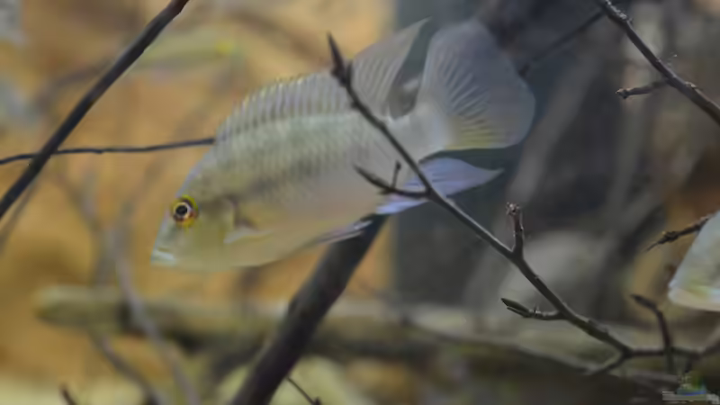 Besatz im Aquarium African Symphonie/ Nur noch Beispiel von Didi (35)