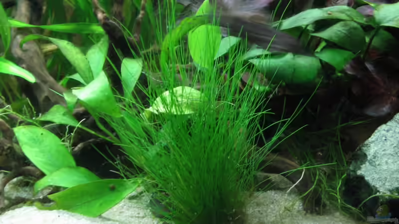 Besatz im Aquarium African Waters von John Edgely (4)