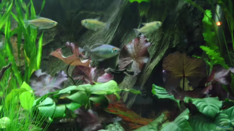 Besatz im Aquarium African Waters von John Edgely (5)