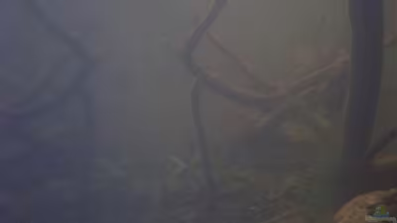 Besatz im Aquarium Afrika ... nur noch als Beispiel von Eginger (50)