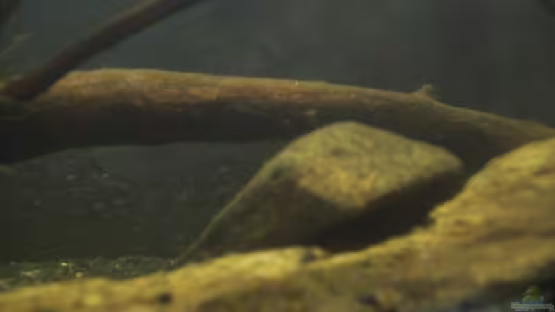Besatz im Aquarium Afrika ... nur noch als Beispiel von Eginger (51)