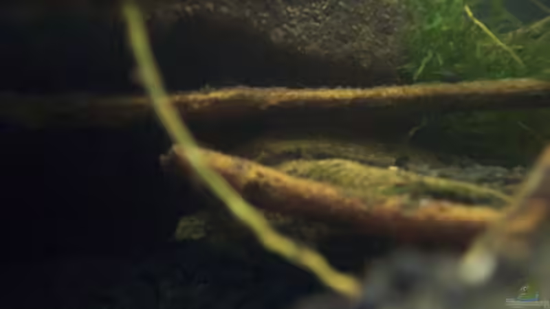 Besatz im Aquarium Afrika ... nur noch als Beispiel von Eginger (53)