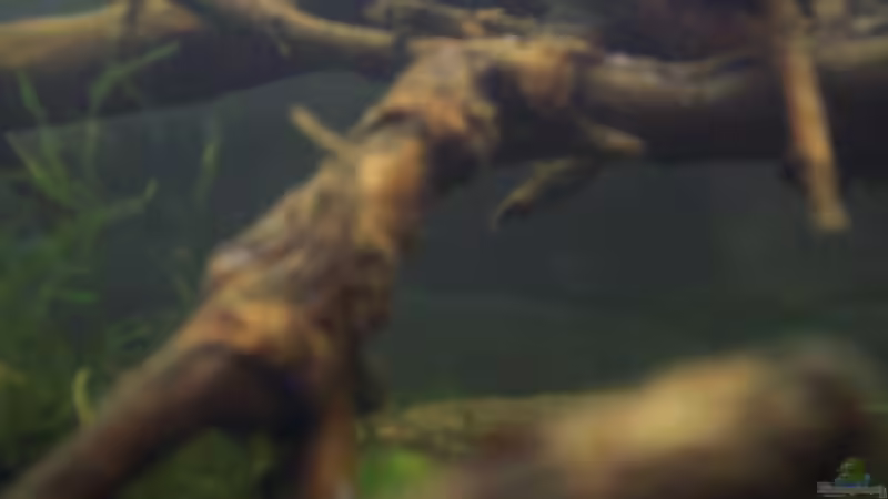 Besatz im Aquarium Afrika ... nur noch als Beispiel von Eginger (55)